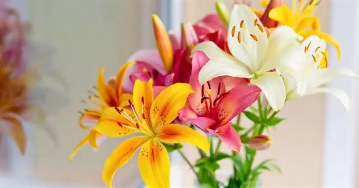 Descubra flores diferentes para presentear no Dia dos Namorados e surpreenda com escolhas criativas e cheias de significado.