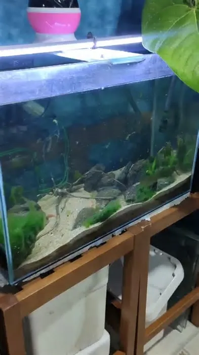 Entre no Fish Studio e descubra um universo aquático repleto de espécies incríveis, aquários impressionantes e muita ...